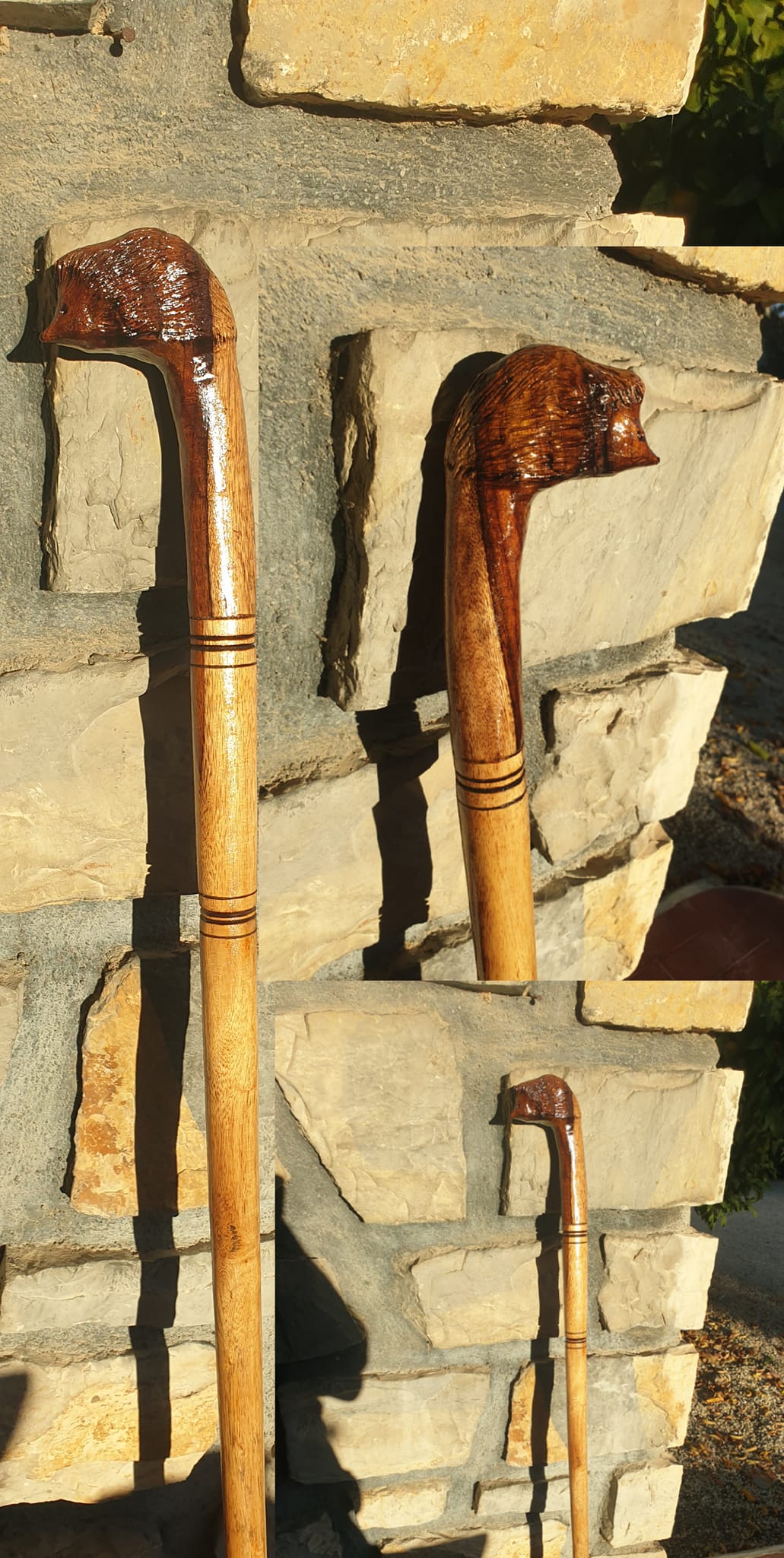 Cane hérissons qui pique pas